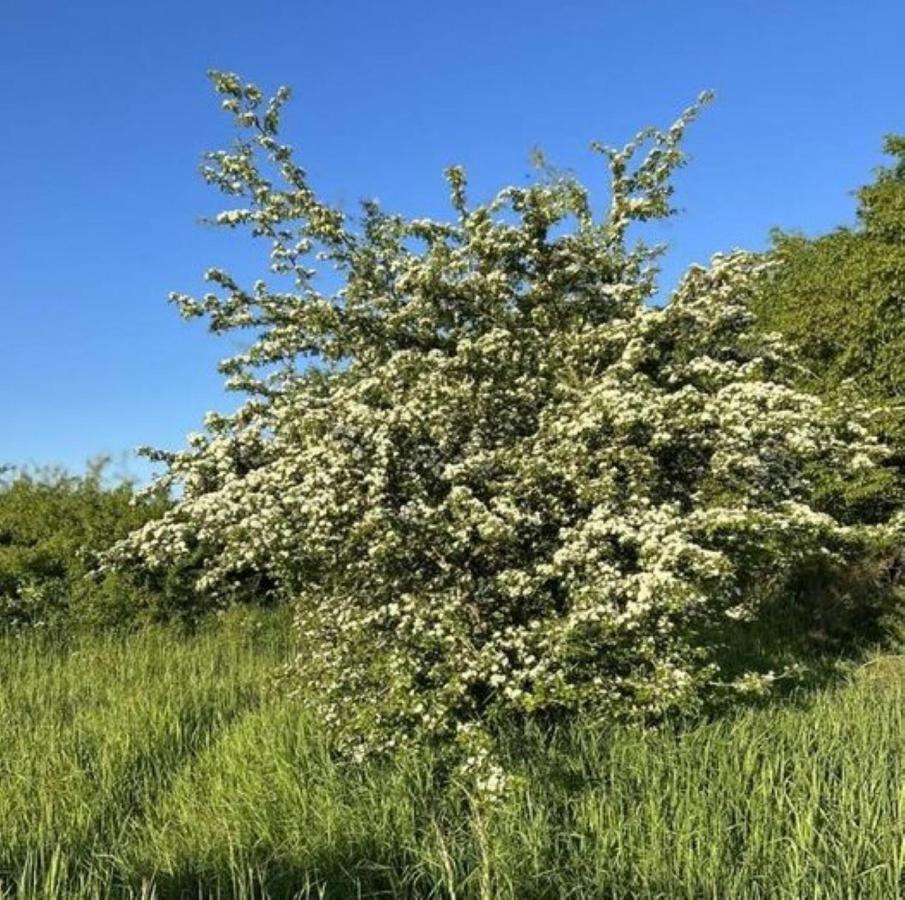 Ferienwohnung Classen Eifel Schleiden Dış mekan fotoğraf